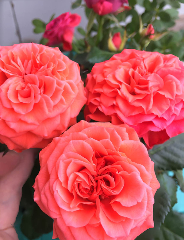Nanuli Chkhaidze Roses